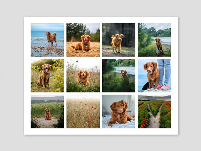 Fotokollage i liggande format, med 12 kvadratiska bildrutor med hundmotiv.