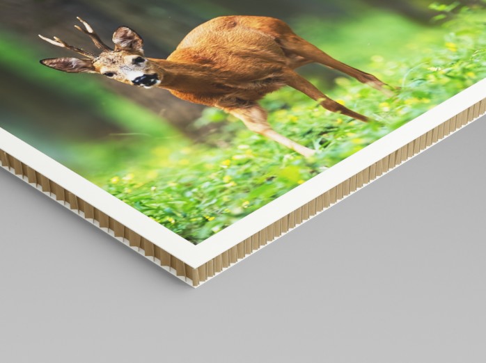 Fotoutskrift på Swedboard med motiv av rådjur i grönskande skog. Direktprint med matt yta och vita kanter, monterad på styvt, hållbart skivmaterial.